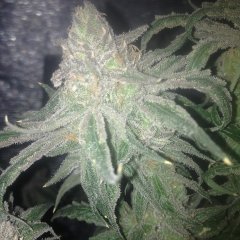 Peyote Purple [InDoor] 478