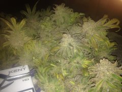 Peyote Purple [InDoor] 536