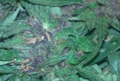 White Widow [Spliff seeds]