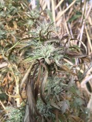 Peyote Purple [OutDoor] 677