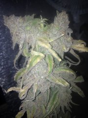 Peyote Purple [InDoor] 528