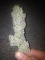 Peyote Purple [InDoor] 521