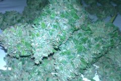 White Widow
