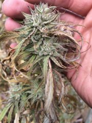Peyote Purple [OutDoor] 675