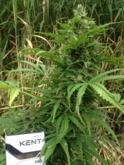 Spliff Cheese auto