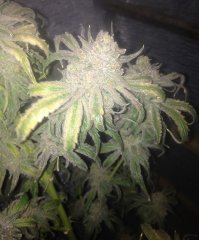 Peyote Purple [InDoor] 524