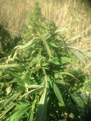Sage 'n Sour