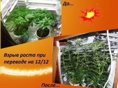 взрыв роста при переводе на 12.12.