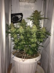 amnesia fem