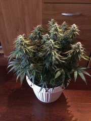 Super Silver Critical Haze