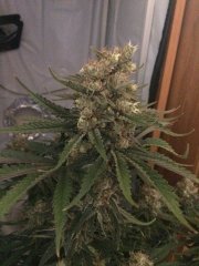 amnesia fem