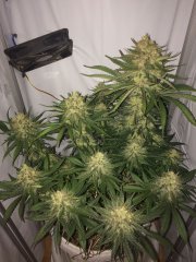 amnesia fem