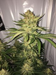 amnesia fem