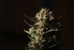 Amnesia
