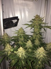 amnesia fem