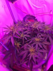Amnesia fem.
