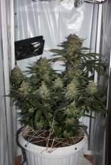 Amnesia fem