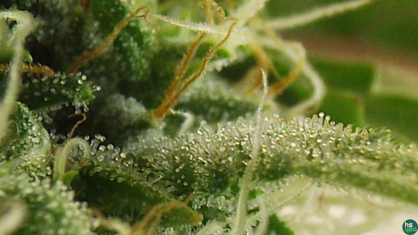 White Russian