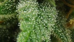 White Russian