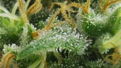 White Russian