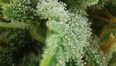 White Russian