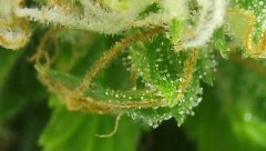 White Russian