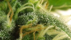 White Russian