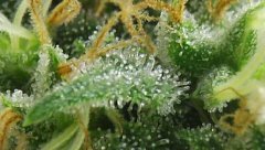 White Russian