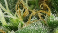 White Russian