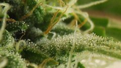White Russian