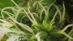 White Russian