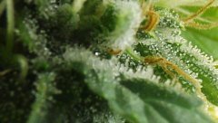 White Russian