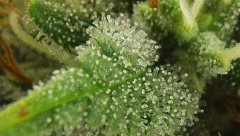 White Russian
