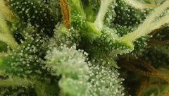 White Russian