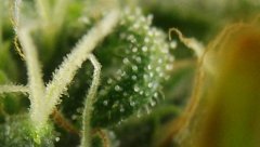 White Russian