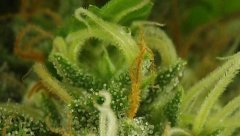 White Russian