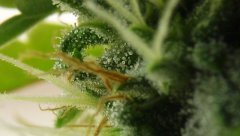 White Russian