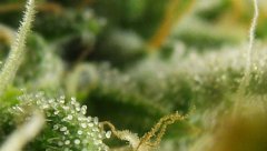 White Russian