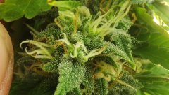 White Russian