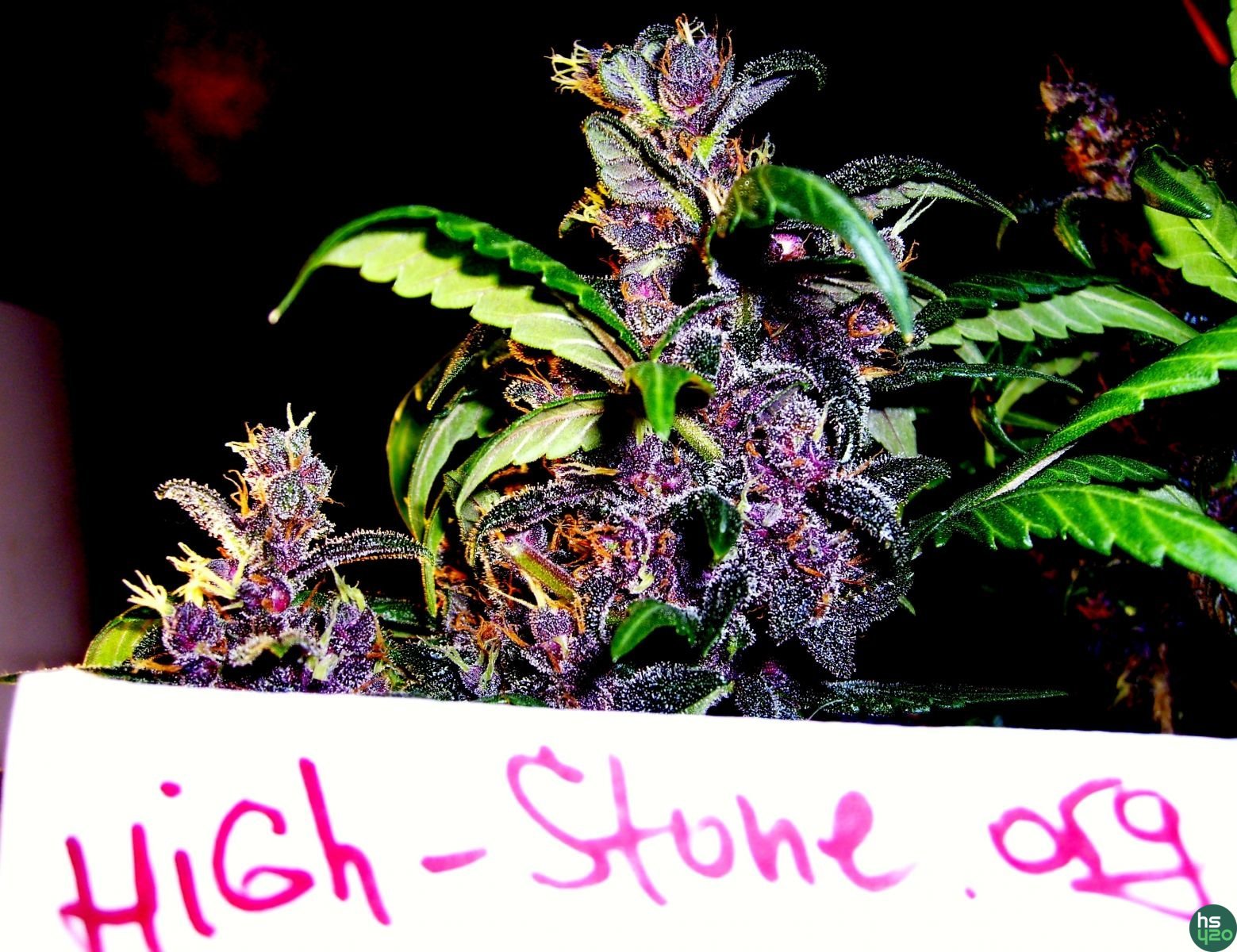Let Jah Be Praised