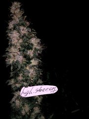 ночвид