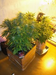 White Widow,White Russian,Lowryder#2- автики, 41 день роста