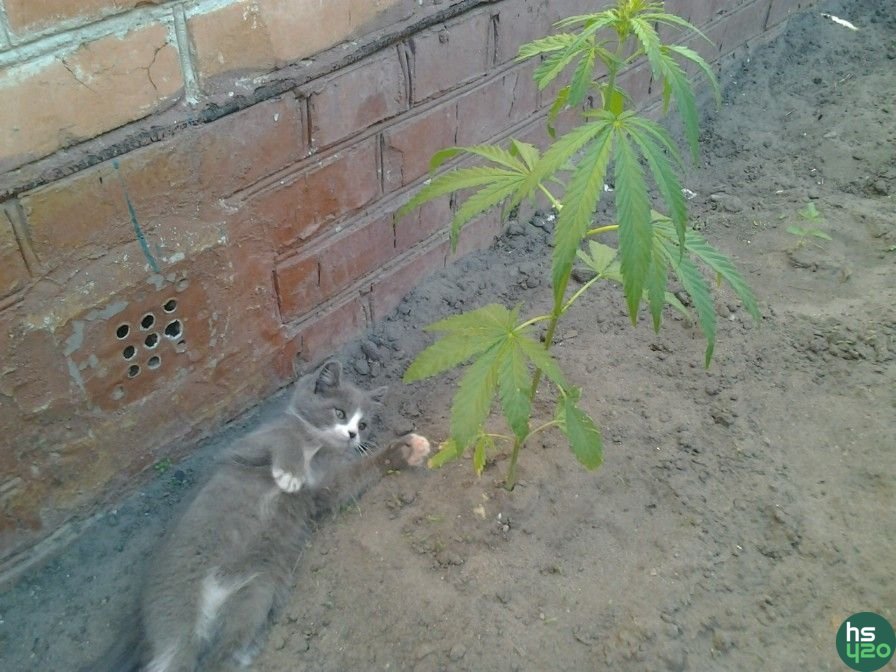 Разное