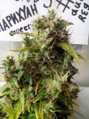 Northern Lights auto (reg)