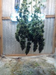 Afghan kush хв3