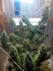 Afghan kush хв2