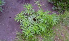 IMAG0442