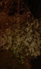 IMAG0694