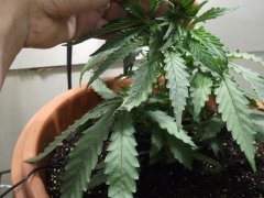 DSCF0187