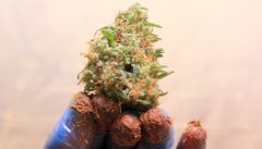 LC 4 Day 73